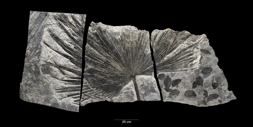 Fossil palm leaf in a silver rock on black background